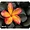 Allsop(TM) 30185 NatureSmart Mouse Pad (Floral)