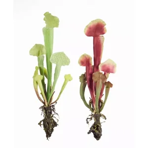 70643DS | Melrose International Set of 12 Cobra Lily Plants