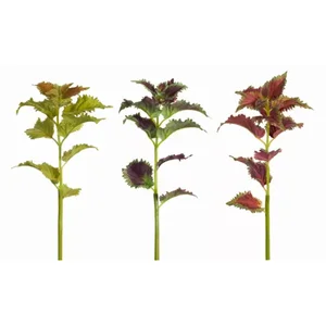 70450DS | Melrose International Set of 12 Decorative Coleus