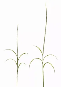 78635DS | Melrose International Set of 12 Foxtail Plants