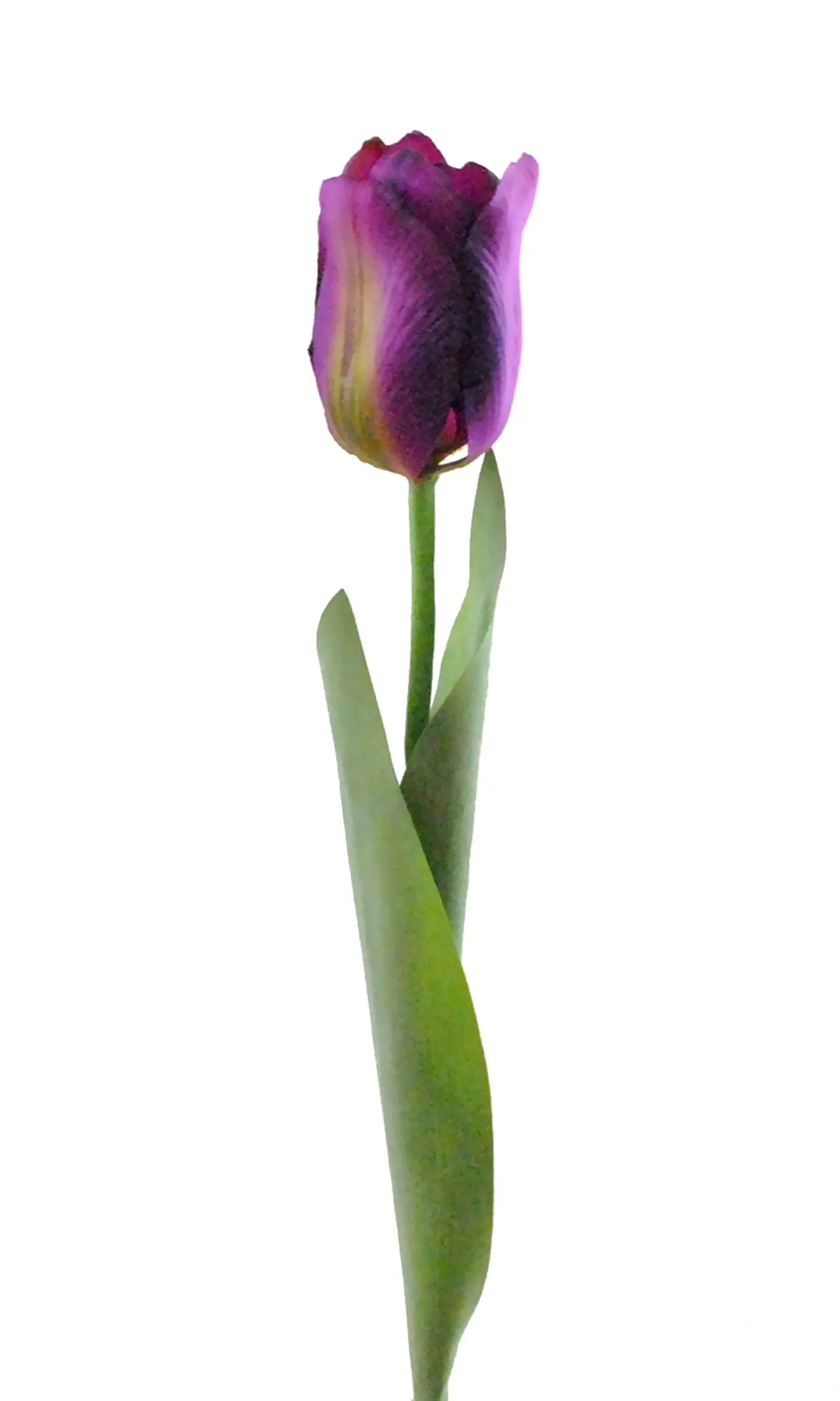 Dii CAMZ33630S Artificial Flowers - Set Of 4 Purple Tulips