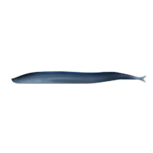 1121693 | Berkley Gulp!® Saltwater Sand Eel - 5